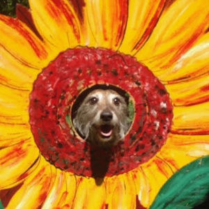 Meet your Posher, Roxi